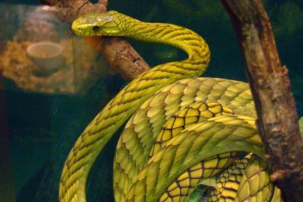 西部绿曼巴蛇非洲第二大毒蛇体长最大可达32米
