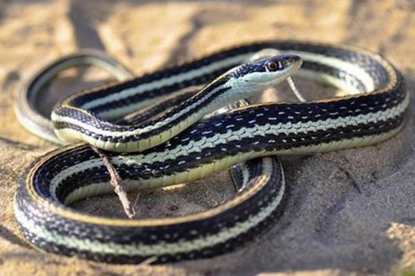 西部带蛇一种半水生的束带蛇身上长有三条丝带纹