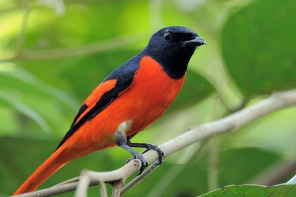 鸟的背部并不是黑色,而是红色的羽毛较多,并且尾巴的背部也有部分个体
