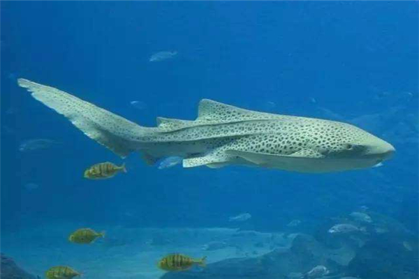 豹纹鲨是什么动物栖息在岛屿的大型鲨鱼性情温顺