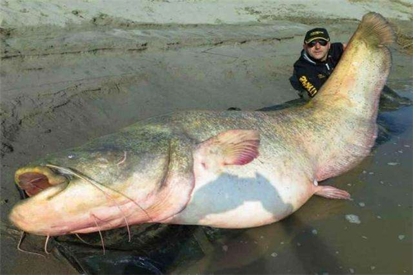 最大的鲶鱼图片