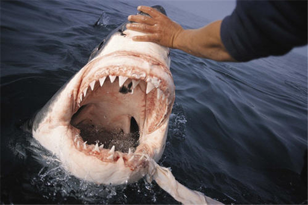 大白鲨与人类体型对比图片