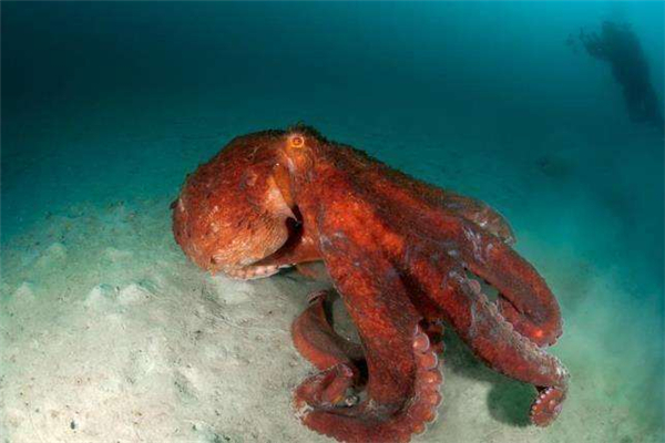 北太平洋巨型章鱼世界上最大的章鱼分布范围广