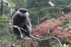 何氏叶猴：一种长相特别的生物（森林里的原始居民）