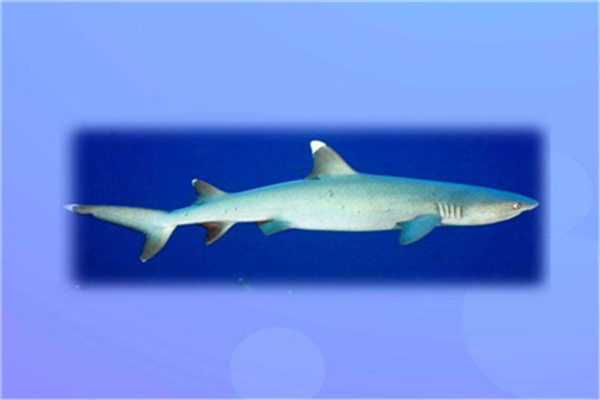 高鳍白眼鲛喜欢在温热带生活栖息在水深280m处