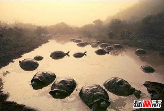 黄河巨龟事件1965年在黄河发现巨龟是真的吗假的