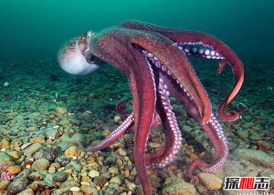 十大最毒章鱼最大图片