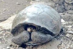 已经消失了上百年的乌龟，为啥还会出现？（神秘巨龟）