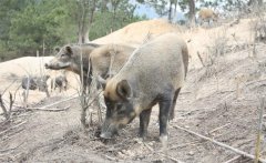 湖北十堰野猪泛滥，每年破坏上百万斤粮食，人猪冲突该如何解决？