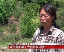 蛇真的有灵性？黑龙江女子和蛇同住15年，前前后后加起来几十条