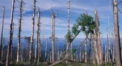 2亿年前，地球下了一场持续500万年的雨，导致一半生物灭绝