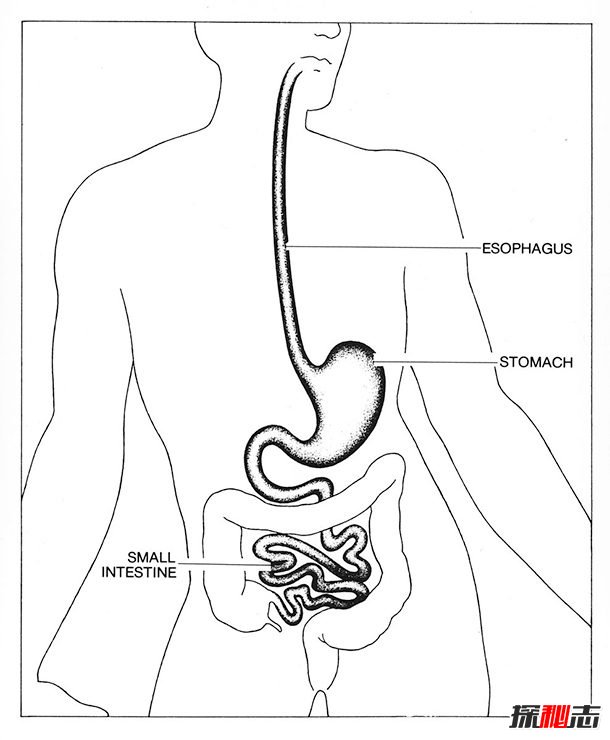 消化系统结构手绘图片