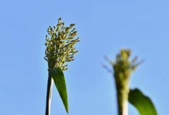 甜芦粟红心可以吃吗 甜芦粟实际上是什么东西（甜高粱）