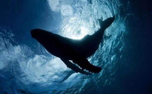 52hz的鲸鱼什么意思这是世界上最孤独的鲸鱼