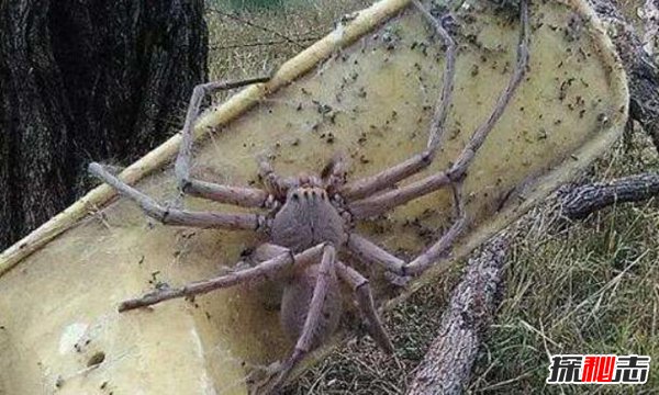 巨型蜘蛛吃人后代图片