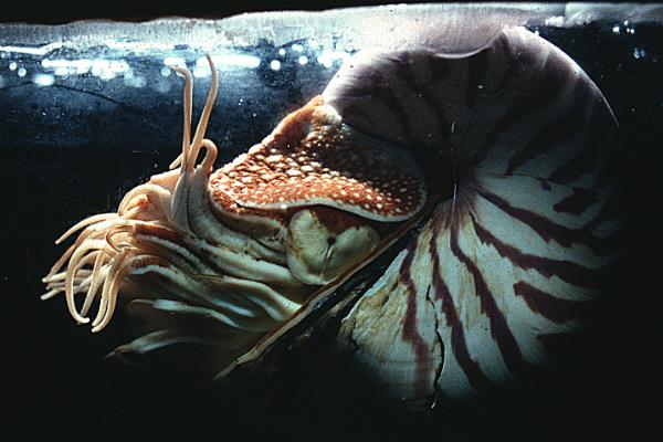 巨型鹦鹉螺图片图片