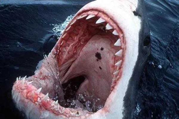 大白鲨吃人悉尼图片