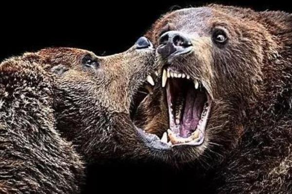熊吃人惨状图片