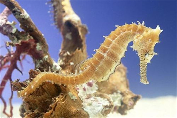 一种具有老虎特点的海洋生物虎尾海马雌雄同体雄性育儿