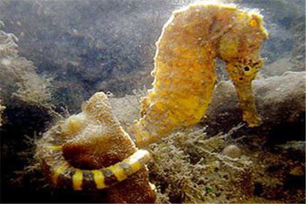 一种具有老虎特点的海洋生物虎尾海马雌雄同体雄性育儿