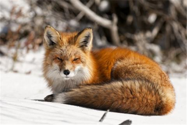 中国的狐狸品种图片
