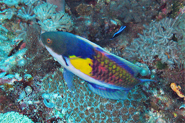 一种很漂亮的鱼:花尾美鳍鱼(尾部带有花纹)
