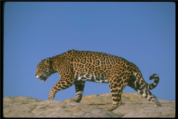 濒危灭绝的猫科动物美洲豹
