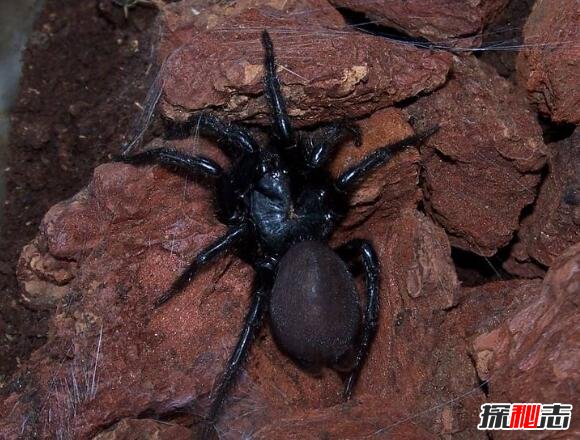 世界上最大的毒蜘蛛图片