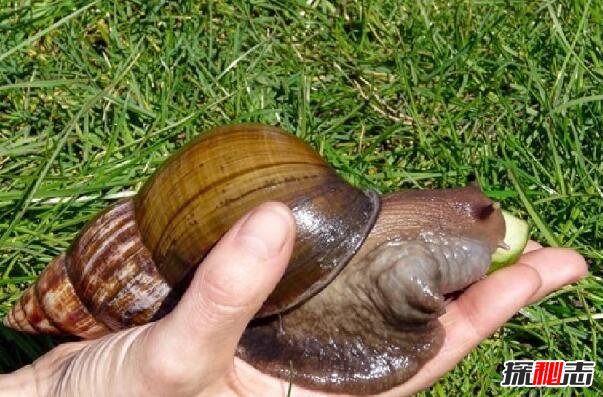 世界上最大的蜗牛非洲大蜗牛长30厘米可食用