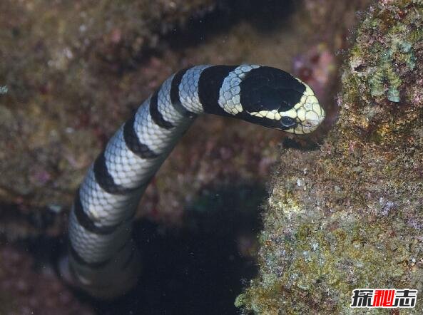 蓝灰扁尾海蛇图片