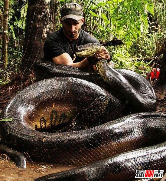 世界上最长的蛇，亚马逊绿森蚺最长12米(视频图片)
