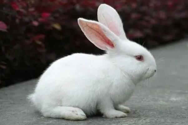兔子尾巴长不了是什么意思多形容邪恶势力不会长久