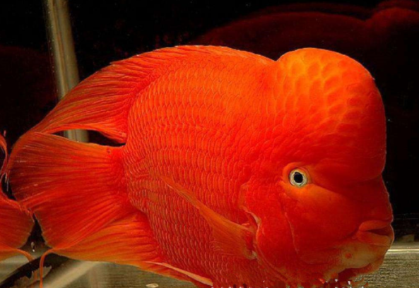红色观赏鱼有哪些品种图片
