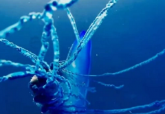 海洋当中的几种神奇生物，看看你都知道哪几种？（海洋生物）