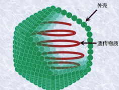 病毒的目的到底是什么 科学家给出了答案（病毒目标）