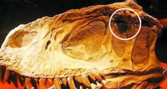 恐龙灭亡和外星人有关 科学家为何有这样的猜测？