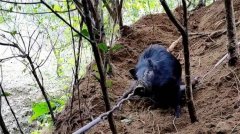 猛虎误入了捕捉野猪的陷阱后，不幸身亡，野猪套有什么可怕的地方