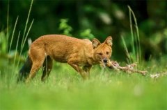 犬科动物中当之无愧的迅猛龙，现身于我国云南，性情异常凶猛