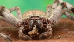 天下第七！研究人员发现全新的蜘蛛捕猎“杂技”，成功率高达85%