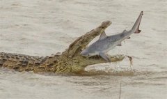 把三只鳄鱼放进海里，探寻深海食物链和碳循环的知识空白