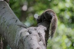 想必有不少人都曾听说过狡兔三窟 这种生物竟然也具备这种能力