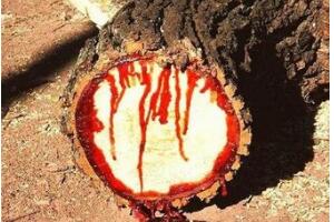 揭秘龙血树之谜，流血树为什么会流血原因(暗红色的树脂)